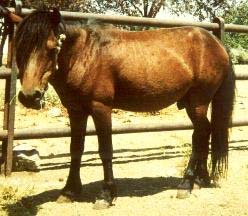 Skyros Pony